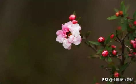 松紅梅花期 中國生日習俗